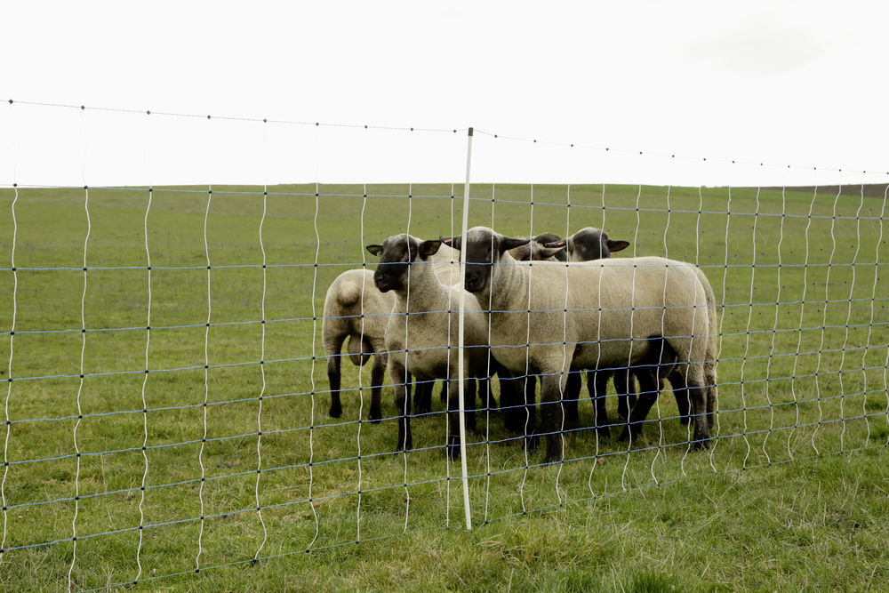 Afbeeldingen van AKO Reserve paal enkele pen voor Wolf afweernet