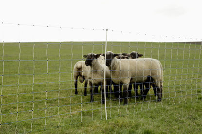 Afbeeldingen van AKO Reserve paal enkele pen voor Wolf afweernet