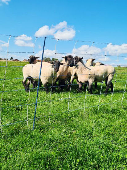 Afbeeldingen van AKO Schapennet TitanNet Premium Vario