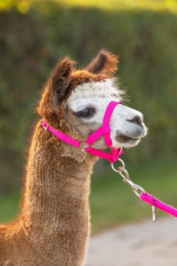 Producten/alpaca halster roze